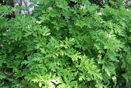 别墅庭院用驱蚊草