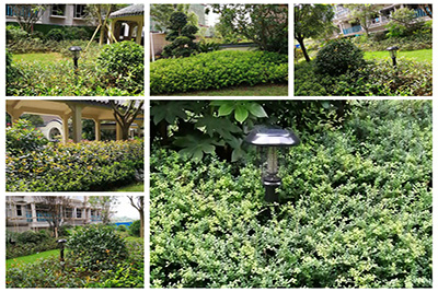 小区灭蚊灯绿化带应用效果