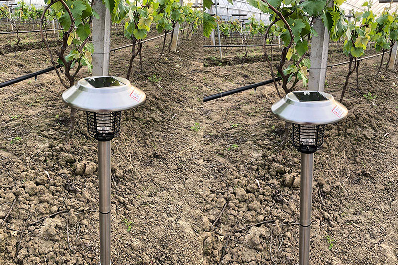 江苏葡萄果园灭蚊灯杀虫效果实拍