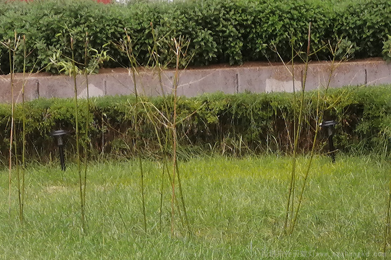 大连101中学学校灭蚊灯