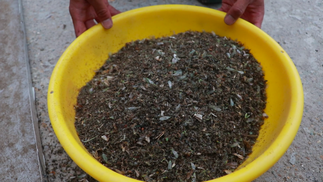 户外太阳能灭蚊灯清理出来的蚊虫